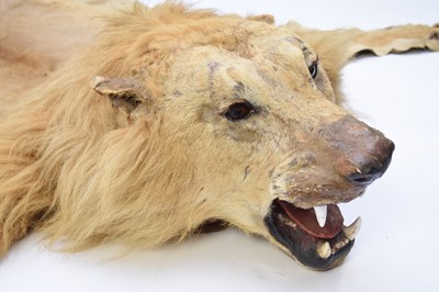 Lot 148 - Taxidermy: a full lion skin rug with head