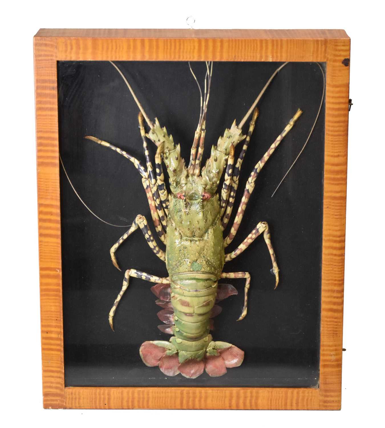 Lot 36 - Taxidermy: a cased full lobster