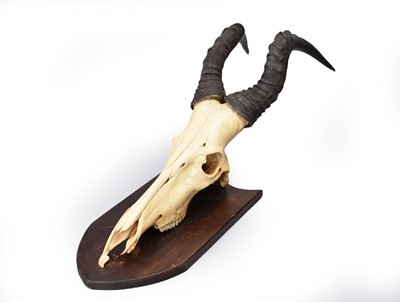 Lot 37 - Three trophy antelope skulls with horns