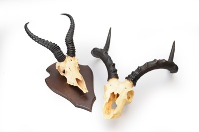 Lot 37 - Three trophy antelope skulls with horns