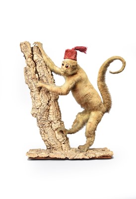 Lot 42 - Taxidermy: a macaque monkey on branch