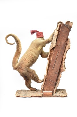 Lot 42 - Taxidermy: a macaque monkey on branch