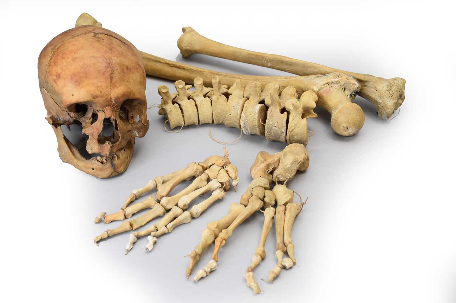 Lot 28 - Anatomy: a medical half skeleton, unassembled