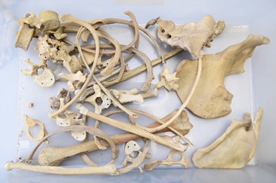 Lot 28 - Anatomy: a medical half skeleton, unassembled