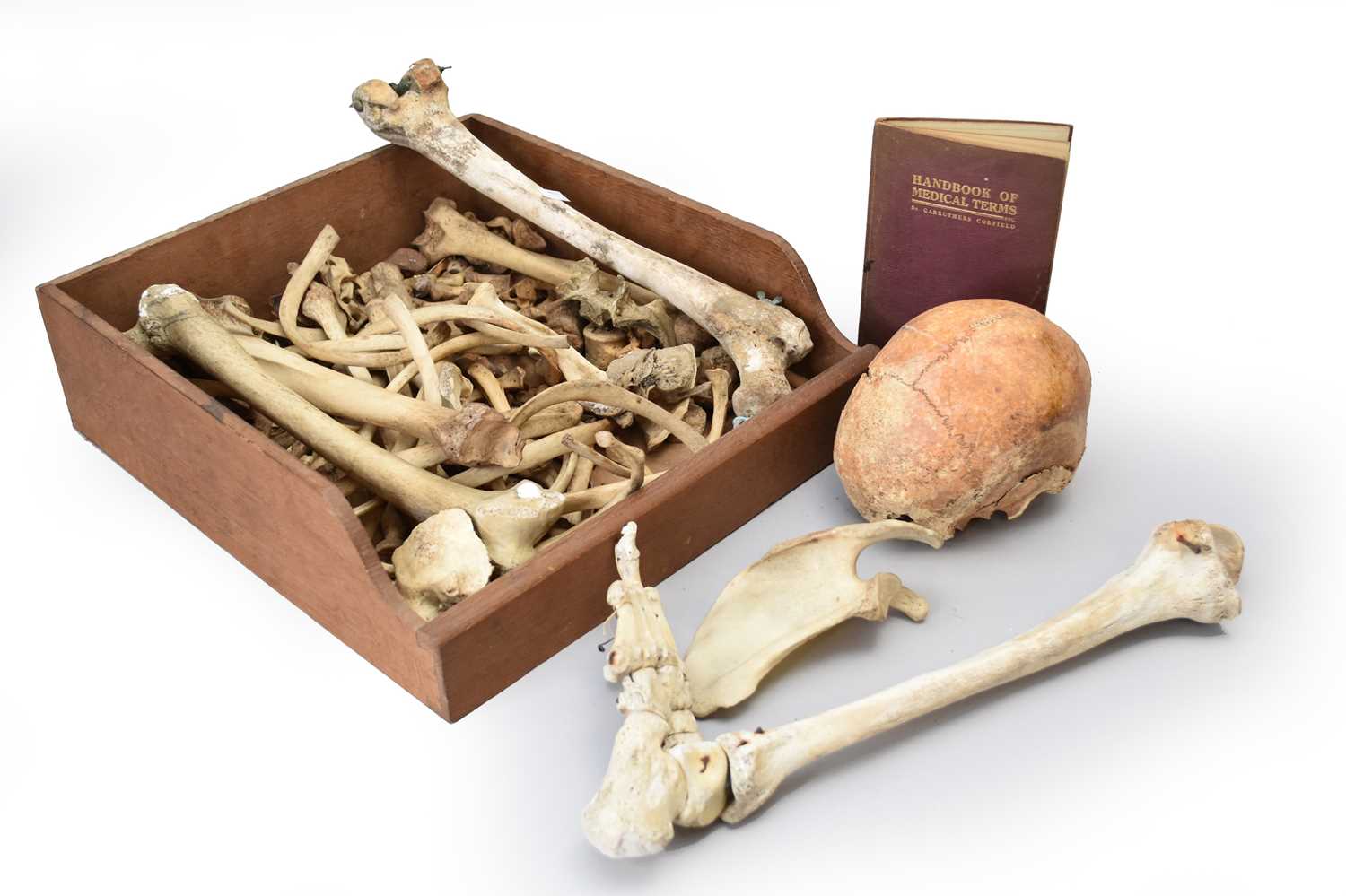 Lot 30 - Anatomy: an anatomical teaching aid human skeleton