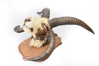 Lot 44 - Taxidermy: A mounted head of a Jacob ram