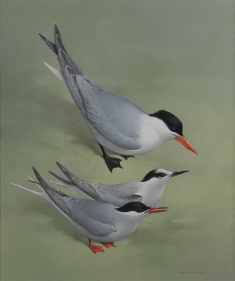 Lot 117 - Raymond Watson (British 1935-1994) Arctic and Caspian Tern