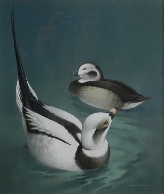 Lot 118 - Raymond Watson (British 1935-1994) Long-Tailed Duck