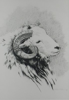 Lot 234 - Roger Powell (British 20th Century) Pencil Drawing of a Ram's Head