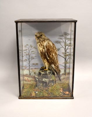 Lot 441 - Taxidermy: a cased Rough Legged Buzzard (Buteo lagopus)