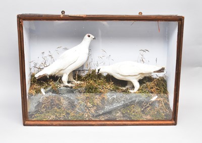 Lot 264 - Taxidermy: a cased pair of Ptarmigan (Lagopus muta)