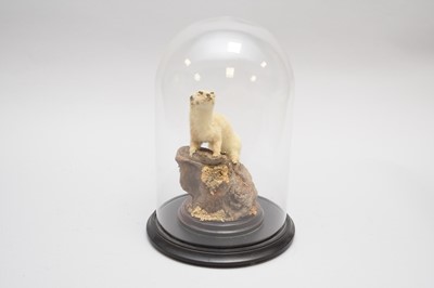 Lot 444 - Taxidermy: a Weasel (Mustela)