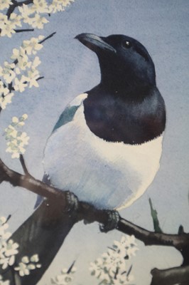 Lot 38 - Charles Frederick Tunnicliffe OBE RA(1901-1979) Magpies in Blossom