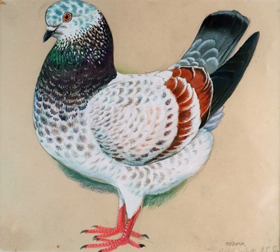 Lot 31 - Charles Frederick Tunnicliffe OBE RA (1901-1979) Modena Pigeon