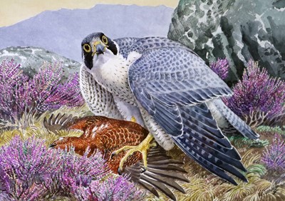 Lot 40 - Charles Frederick Tunnicliffe OBE RA (1901-1979) Peregrine Falcon with Grouse