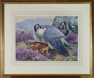 Lot 40 - Charles Frederick Tunnicliffe OBE RA (1901-1979) Peregrine Falcon with Grouse