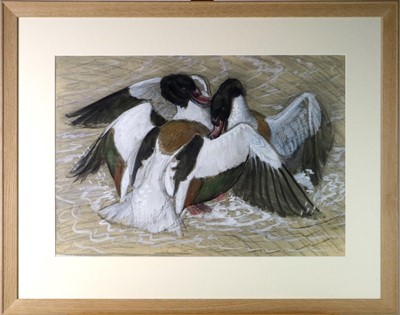 Lot 36 - Charles Frederick Tunnicliffe OBE RA (1901-1979) Fighting Sheldrakes