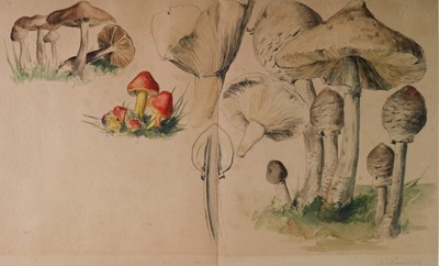 Lot 107 - Gerardus van Spaendonk (Dutch 1746-1822) Studies of Mushrooms