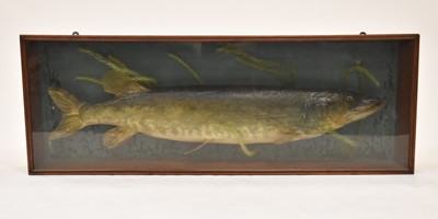 Lot 263 - Taxidermy, a cased pike