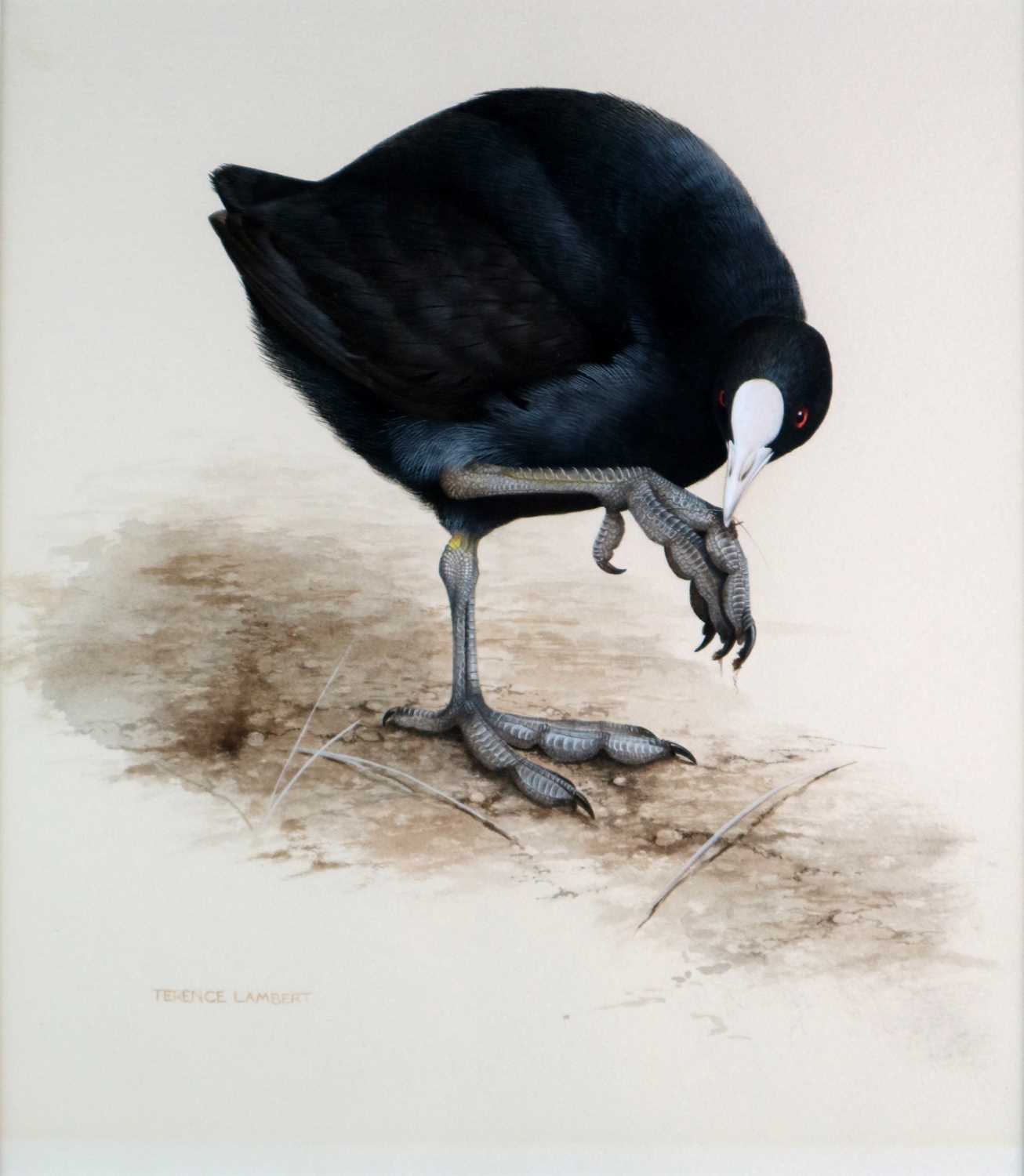 Lot 54 - Terence Lambert (b.1951) Detailed Study of a Coot