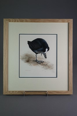 Lot 54 - Terence Lambert (b.1951) Detailed Study of a Coot