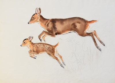 Lot 126 - Eileen Alice Soper RMS SWLA (1905-1990) Muntjac Doe and Fawn