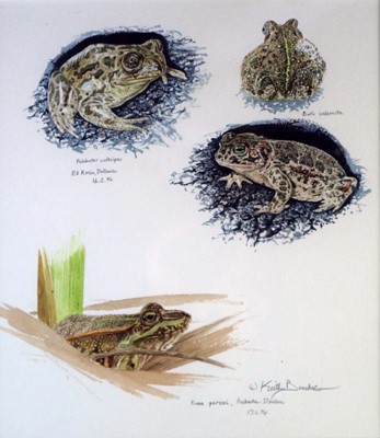 Lot 204 - Keith Brockie (b.1955) Frogs and Toads