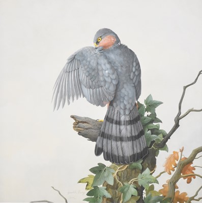 Lot 259 - Gareth Parry RCA (British, b.1951), Sparrowhawk