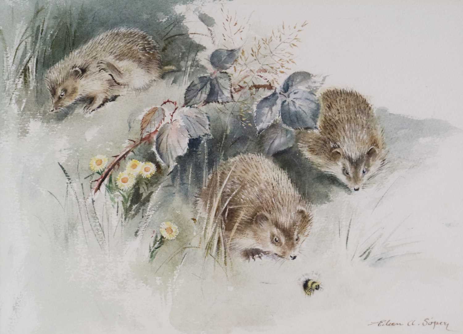 Lot 61 - Eileen Alice Soper RMS SWLA (1905-1990) Young Hedgehogs