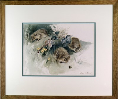 Lot 61 - Eileen Alice Soper RMS SWLA (1905-1990) Young Hedgehogs