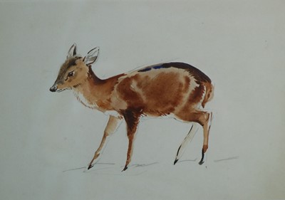 Lot 228 - Eileen Alice Soper RMS SWLA (1905-1990) Five Animal Studies