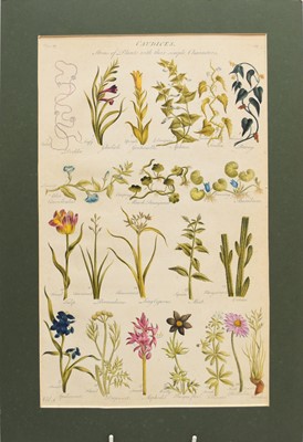 Lot 86 - 19th Century Botany Prints with Later Hand Colouring
