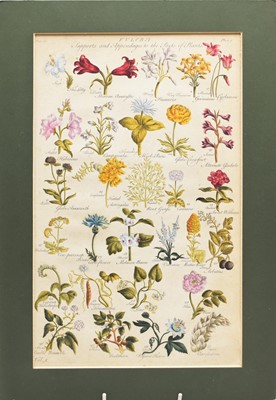 Lot 86 - 19th Century Botany Prints with Later Hand Colouring