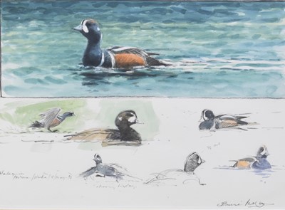 Lot 193 - Bruce Edward Pearson (b.1950) Two studies of Harlequin Ducks