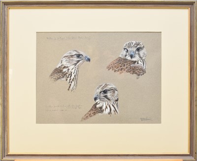 Lot 210 - Alastair Proud SWLA (b.1954) Saker Falcon Studies