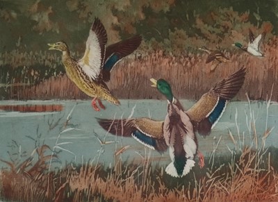 Lot 171 - Winifred Louise Marie Austen (1876-1964) Mallards