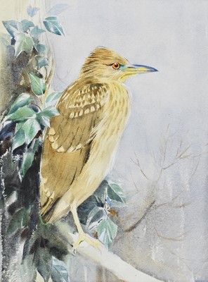 Lot 203 - Eileen Alice Soper RMS SWLA (1905-1990) Bird on a Branch (Young Heron)