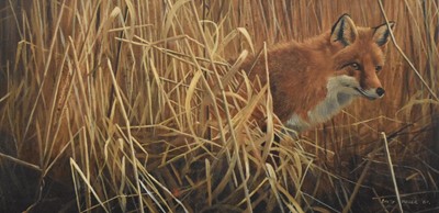 Lot 403 - David Miller (British, b.1966), Fox in the Reeds