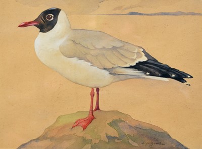 Lot 218 - Ralston Gudgeon (Scottish 1910-1984) Black Headed Gull