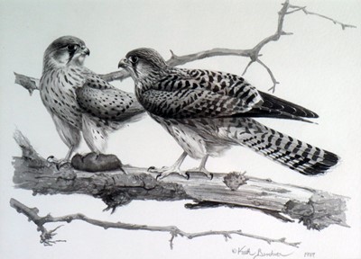 Lot 195 - Keith Brockie (b.1955) Three Book Illustrations of Kestrels and Sparrowhawks