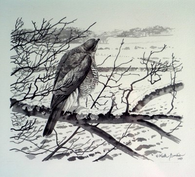 Lot 195 - Keith Brockie (b.1955) Three Book Illustrations of Kestrels and Sparrowhawks