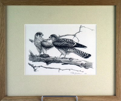 Lot 195 - Keith Brockie (b.1955) Three Book Illustrations of Kestrels and Sparrowhawks