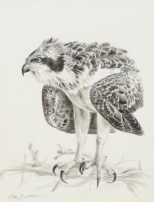 Lot 221 - Keith Brockie (b.1955) Three Studies of an Osprey, Heron and Ptarmigan