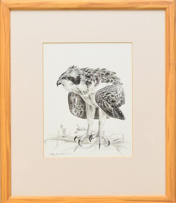 Lot 221 - Keith Brockie (b.1955) Three Studies of an Osprey, Heron and Ptarmigan
