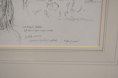Lot 221 - Keith Brockie (b.1955) Three Studies of an Osprey, Heron and Ptarmigan