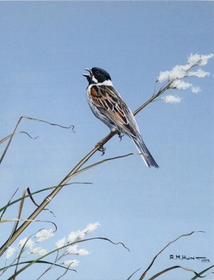 Lot 226 - Alan M Hunt (b.1947) Reed Bunting