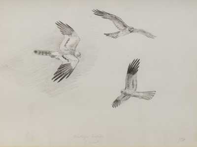 Lot 227 - John Cyril Harrison (British 1895-1985) Two Harrier Studies