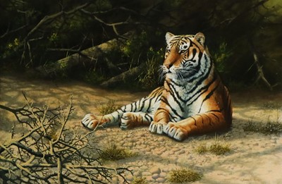 Lot 151 - Adrian C Rigby (b.1962) A Tiger Resting