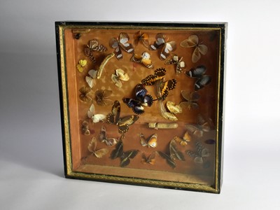 Lot 732 - Taxidermy: A cased collection of butterfly and other insect samples