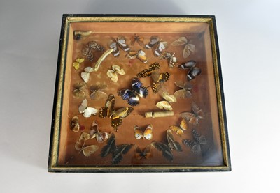 Lot 732 - Taxidermy: A cased collection of butterfly and other insect samples